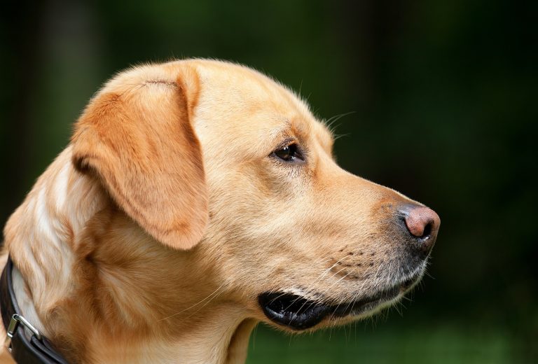 Dog Poop Pickup in Grosse Pointe Park Michigan