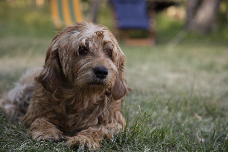 dog, pets, animals-4271400.jpg
