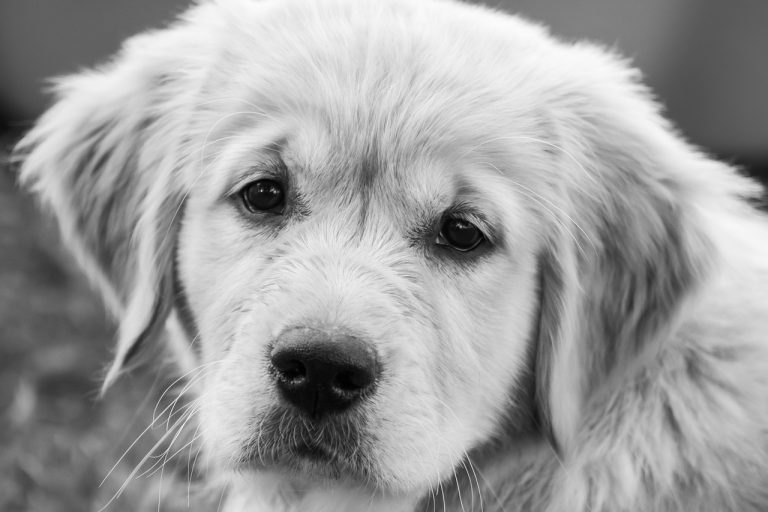 Dog Poop Pickup in Grosse Pointe Park Michigan