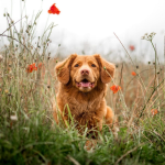 Dog Poop Pickup in Grosse Pointe Park Michigan