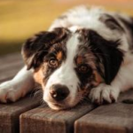 Dog Poop Pickup in Grosse Pointe Park Michigan