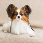Dog Poop Pickup in Grosse Pointe Park Michigan