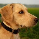 Dog Poop Pickup in Grosse Pointe Park Michigan