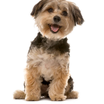 Dog Poop Pickup in Grosse Pointe Park Michigan