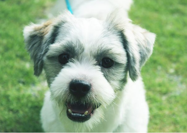 Dog Poop Pickup in Grosse Pointe Park Michigan
