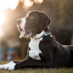 Dog Poop Pickup in Grosse Pointe Park Michigan